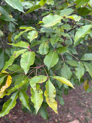 Searsia chirindensis, photograph author not stated, no rights reserved