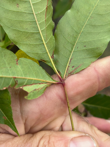 Searsia chirindensis, photograph 3