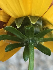 Coreopsis auriculata