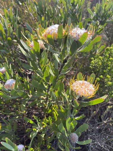 Leucospermum utriculosum, photograph 3