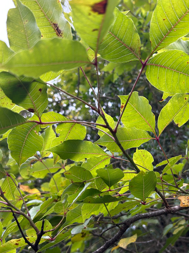 Searsia chirindensis, photograph 4