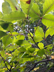 Searsia chirindensis, photograph author not stated, no rights reserved