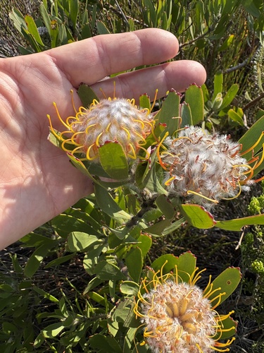 Leucospermum utriculosum, photograph 2
