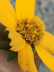 Coreopsis auriculata