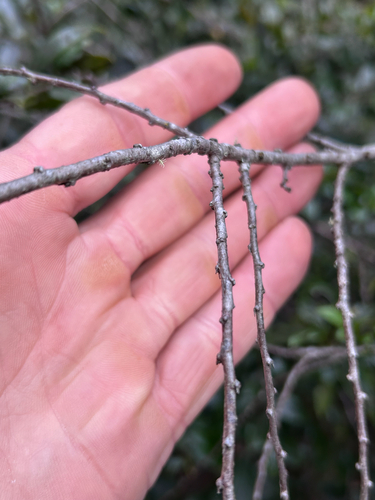 Rhamnus prinoides, photograph 5