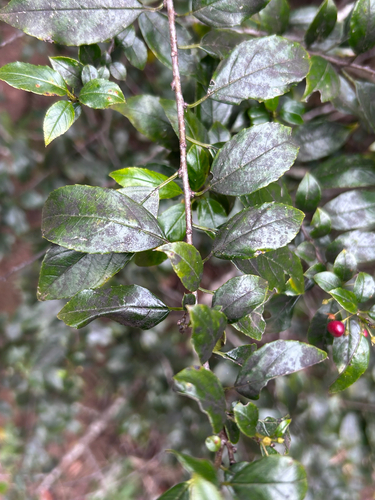 Rhamnus prinoides, photograph 2