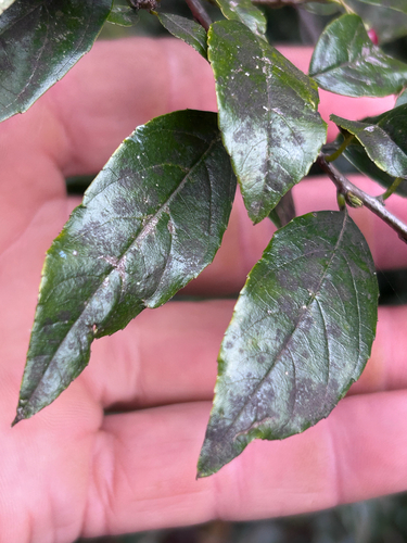 Rhamnus prinoides, photograph 6