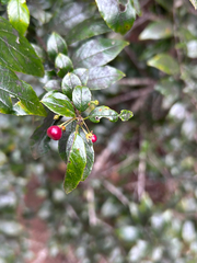 Rhamnus prinoides, photograph author not stated, no rights reserved