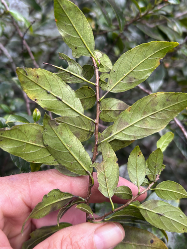 Rhamnus prinoides, photograph 4
