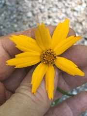 Coreopsis auriculata