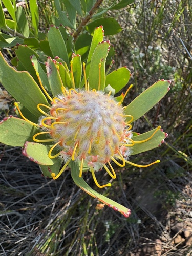 Leucospermum utriculosum, photograph 4