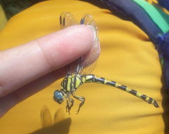 Paragomphus reinwardtii