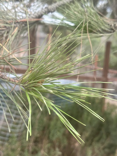 iNaturalist observation photo of Aleppo pine