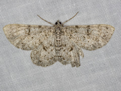 Thallogama corticola