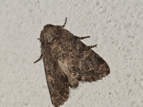 Flounced Rustic