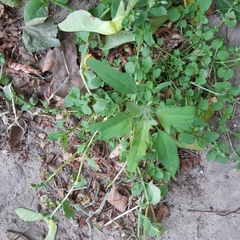 Chenopodium ficifolium