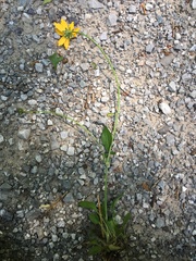 Coreopsis auriculata