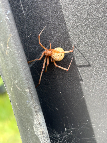 Brown Widow