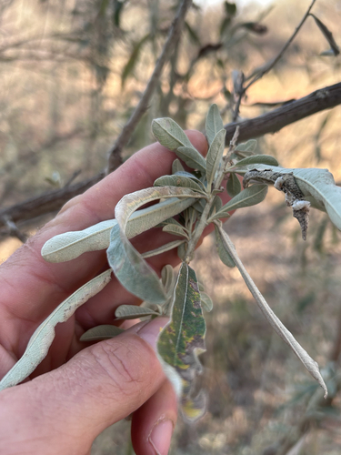 Tarchonanthus camphoratus, photograph 2