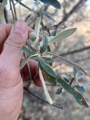 Tarchonanthus camphoratus