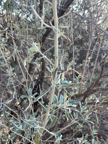 Tarchonanthus camphoratus, photograph 5