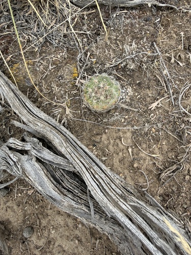 Mountain Ball Cactus