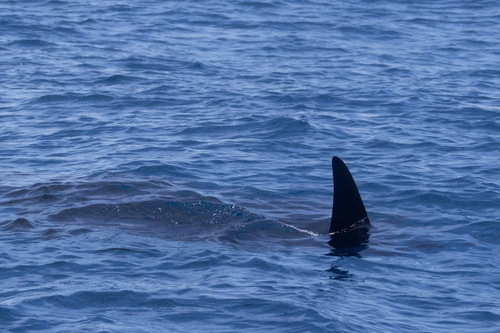 Mobula birostris observed 2026-08-29