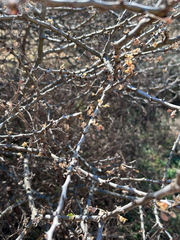 Senegalia mellifera, photograph author not stated, no rights reserved