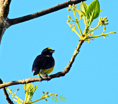 Euphonia minuta