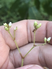 Persicaria dichotoma