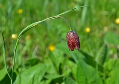 Fritillaria meleagroides