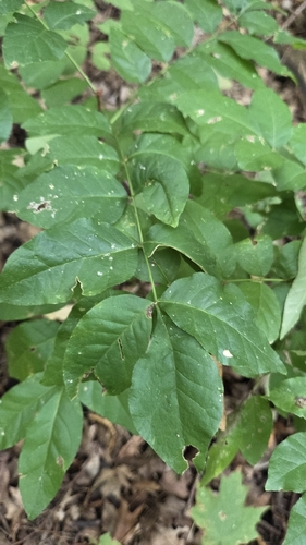 Zanthoxylum americanum, photograph 4