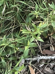 Persicaria dichotoma