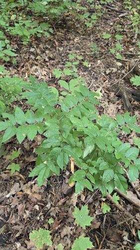 Zanthoxylum americanum, photograph 5