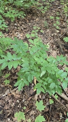 Zanthoxylum americanum, photograph (c) Carter Ertel, some rights reserved (CC BY)