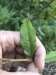Persicaria dichotoma