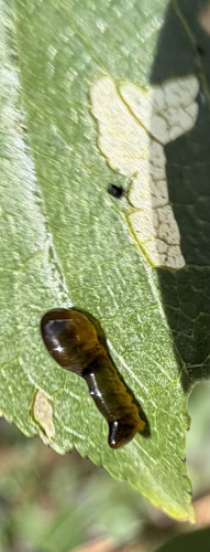Cherry Slug Sawfly