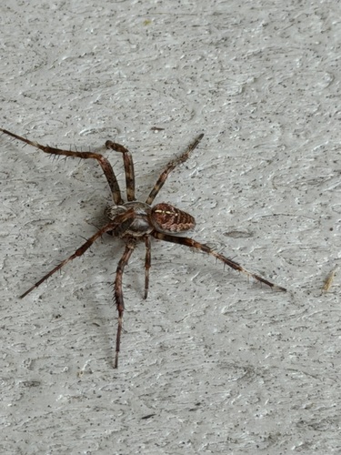 Cross Orbweaver