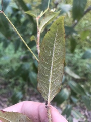 Persicaria dichotoma
