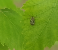 Ptinomorphus imperialis