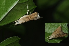 Ptychopseustis plumbeolinealis