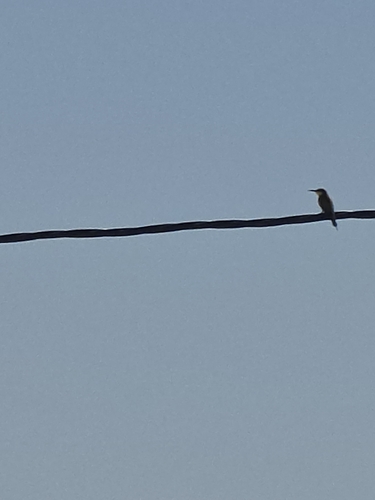 European Bee-eater