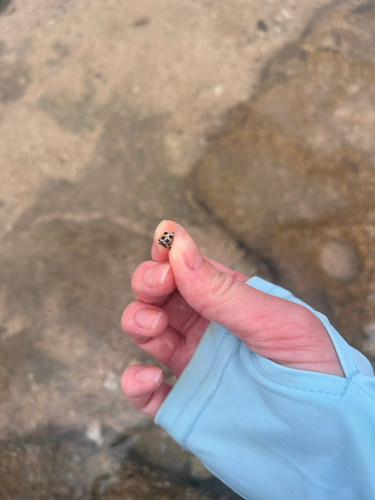 Morula uva, 2026-07-31
