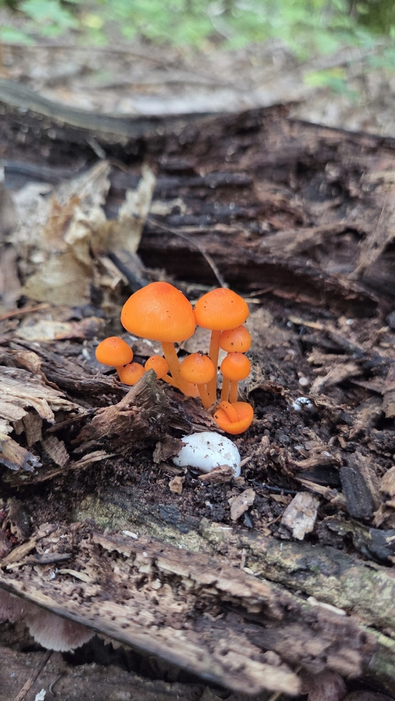orange mycena · August 2026 · photo: Photo: (c) Carter Ertel, some rights reserved (CC BY) · iNaturalist