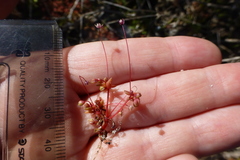 Crassula oblanceolata