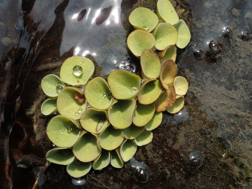 Image of Salvinia cucullata by no rights reserved