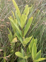 Vangueria venosa