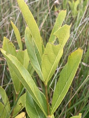 Vangueria venosa