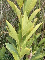 Vangueria venosa