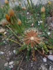Hyoseris